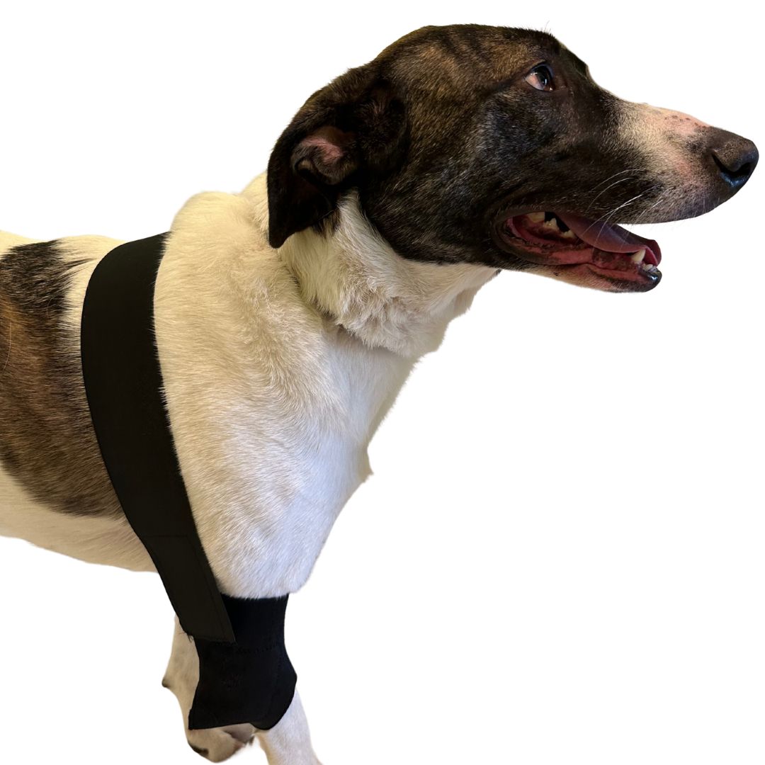 Ellbogen-Bandage für Hunde – bei Schmerzen & durchblutungsfördernd