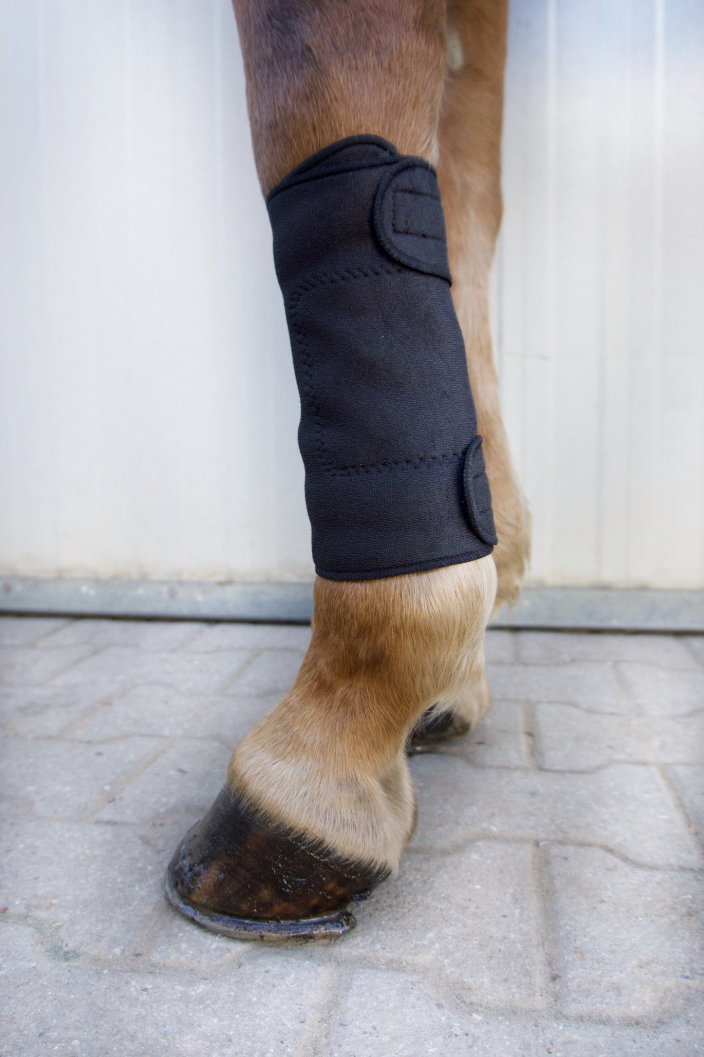 Fesselträger-Bandage für Pferde – bei Schmerzen & durchblutungsfördernd