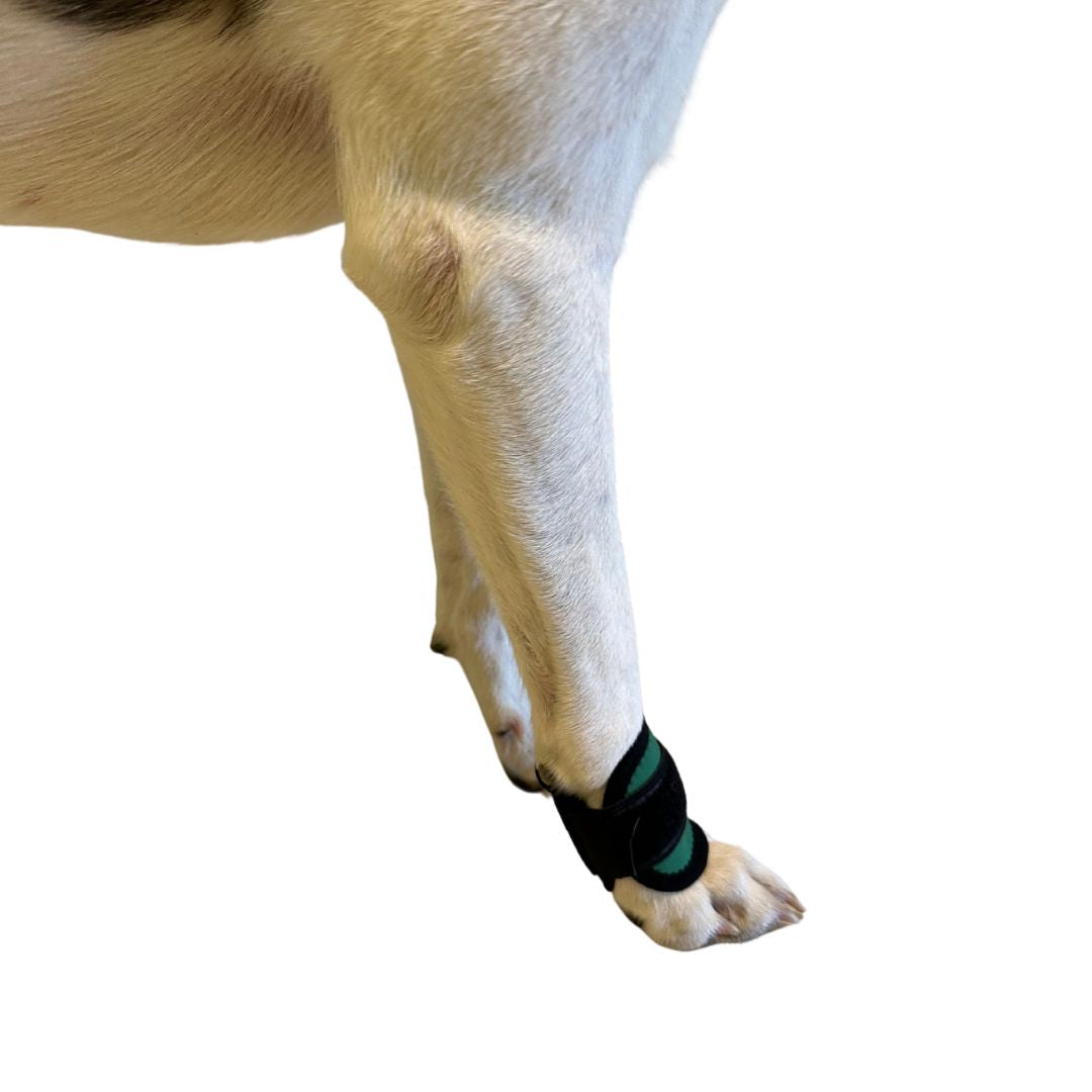 Bandage für Karpal-, Tassal-, Finger- und Zehengelenke für kleine Hunde – gezielte Unterstützung bei Schmerzen und zur Förderung der Durchblutung