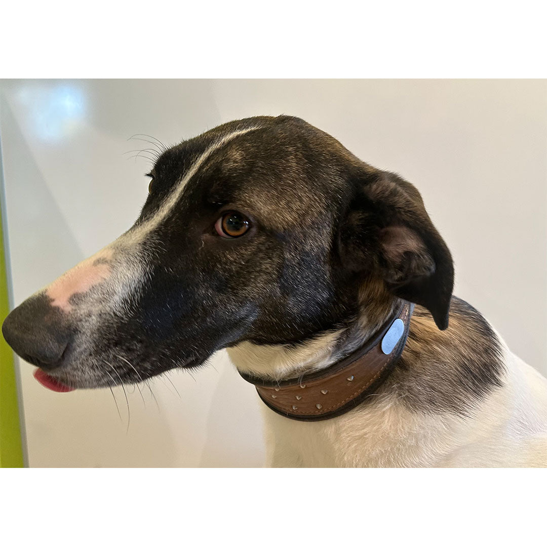 Power Magnet für Tiere