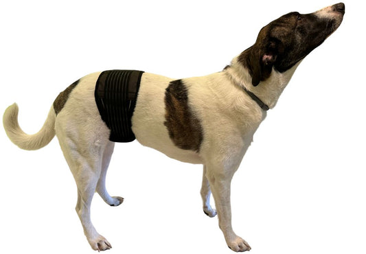 Rücken-Bandage für kleine Hunde bis ca 3-4 kg