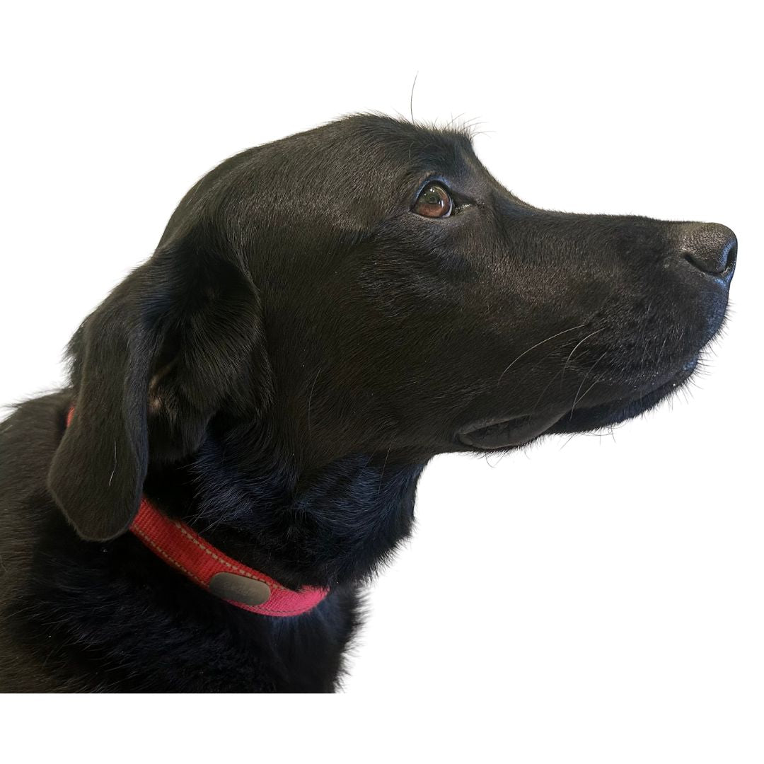 Power Magnet für Tiere