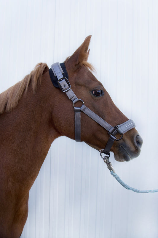 Nacken-Bandage für Pferde – bei Schmerzen & durchblutungsfördernd