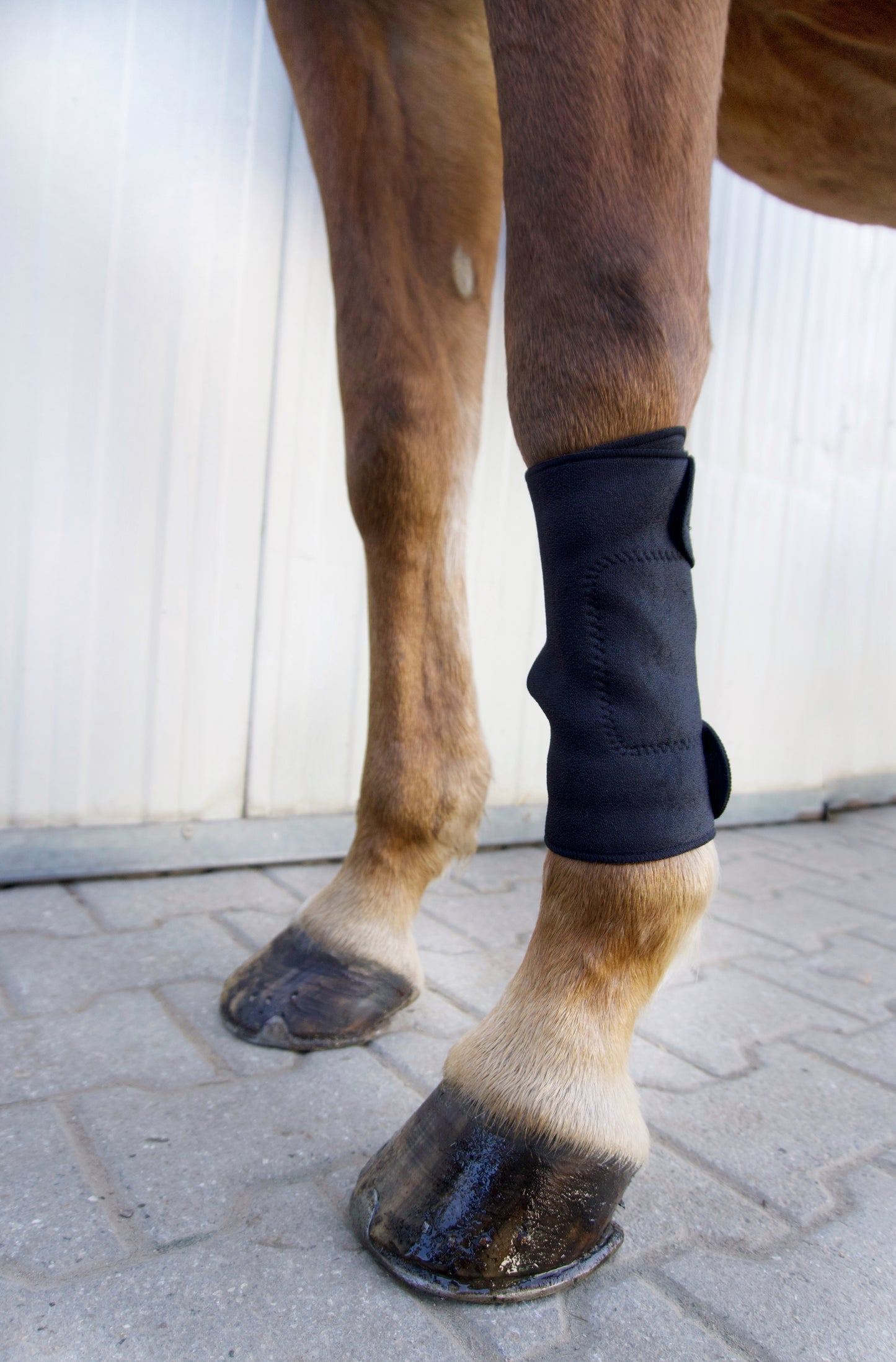 Karpalgelenks-Bandage für Pferde – bei Schmerzen & durchblutungsfördernd