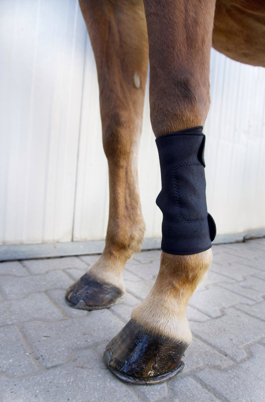 Karpalgelenks-Bandage für Pferde – bei Schmerzen & durchblutungsfördernd