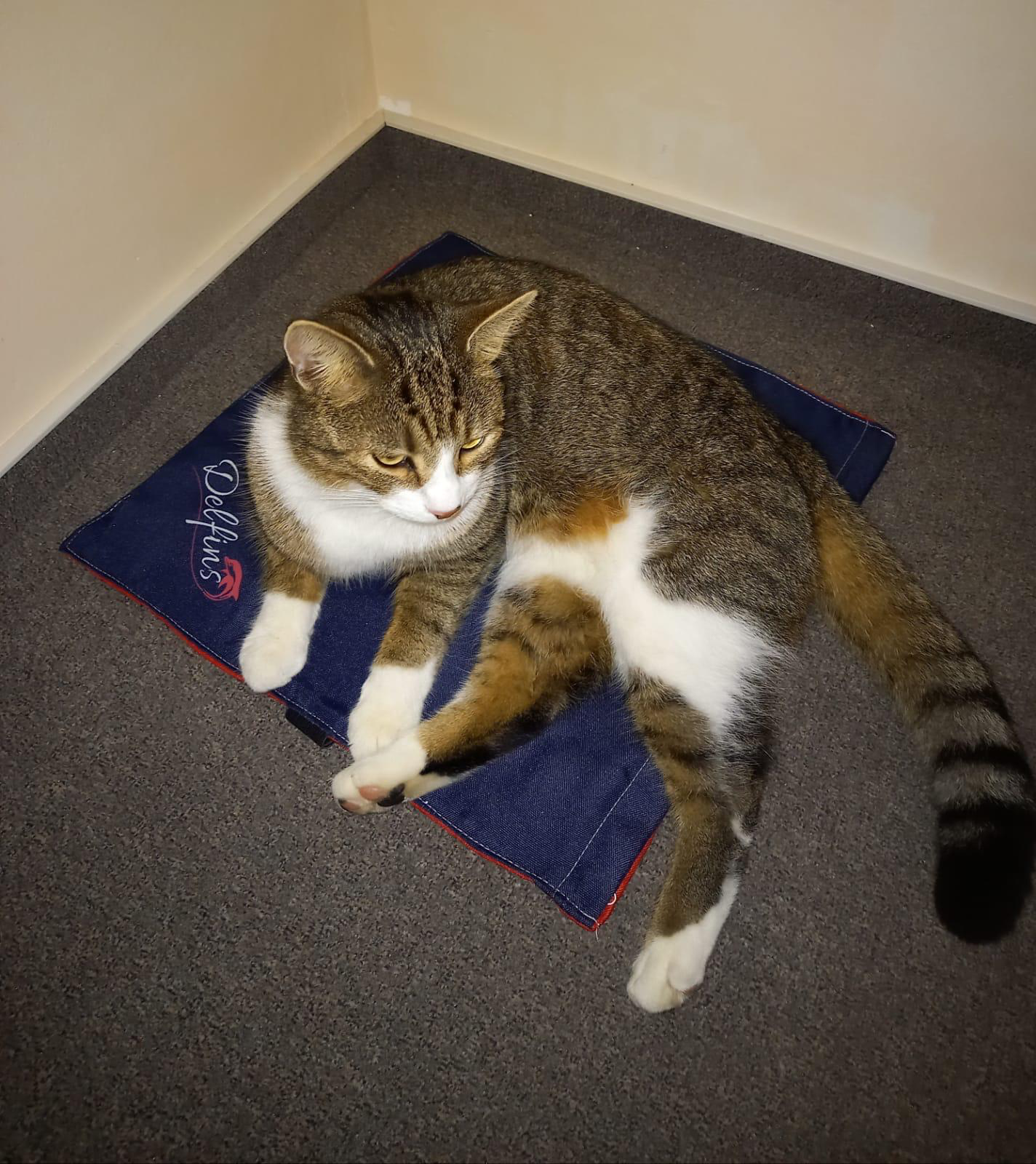 Tierunterlage für Hund & Katz'