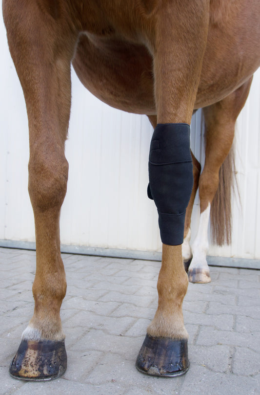 Karpalgelenks-Bandage für Pferde – bei Schmerzen & durchblutungsfördernd
