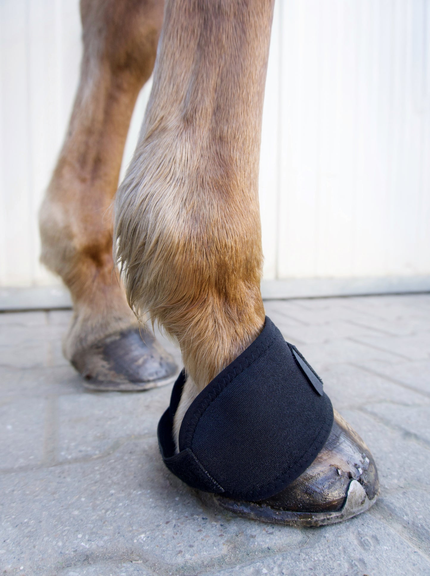 Huf-Bandage für Pferde – bei Schmerzen & durchblutungsfördernd